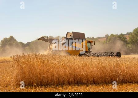 The Cotswolds, Gloucestershire, Angleterre, Royaume-Uni. 2022. Moissonneuse-batteuse récoltant du seigle dans le Gloucetsershire, en Angleterre, pendant un mois chaud d'août 2022. Banque D'Images