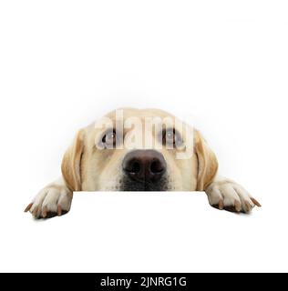 Gros plan Labrador Retriever chien suspendu des pattes sur un aspect vierge. Isolé sur fond blanc Banque D'Images