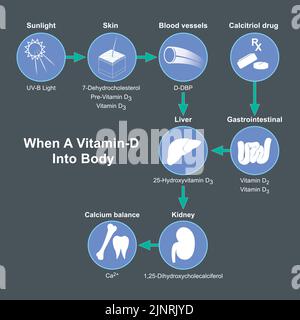 Quand une vitamine D dans le corps. Un diagramme explique le processus lorsque l'humain a reçu de la vitamine D dans le corps. Illustration de Vecteur