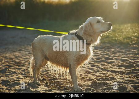 Magnifique retriever d'or après avoir nagé dans la mer Banque D'Images