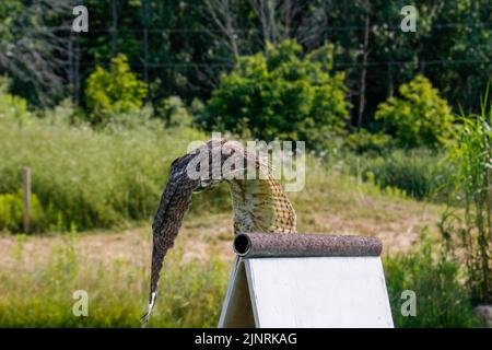 Un grand hibou côtier à cornes qui prend son envol de son nid printanier au-dessus de la voie navigable inter côtière en Caroline du Nord aux États-Unis. Banque D'Images