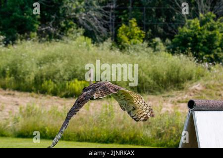 Un grand hibou côtier à cornes qui prend son envol de son nid printanier au-dessus de la voie navigable inter côtière en Caroline du Nord aux États-Unis. Banque D'Images