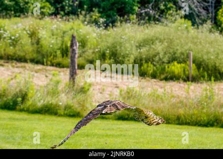 Un grand hibou côtier à cornes qui prend son envol de son nid printanier au-dessus de la voie navigable inter côtière en Caroline du Nord aux États-Unis. Banque D'Images