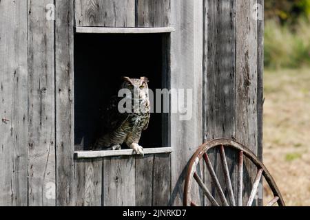 Un grand hibou côtier à cornes qui prend son envol de son nid printanier au-dessus de la voie navigable inter côtière en Caroline du Nord aux États-Unis. Banque D'Images