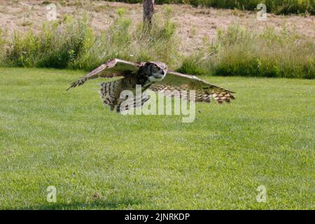 Un grand hibou côtier à cornes qui prend son envol de son nid printanier au-dessus de la voie navigable inter côtière en Caroline du Nord aux États-Unis. Banque D'Images