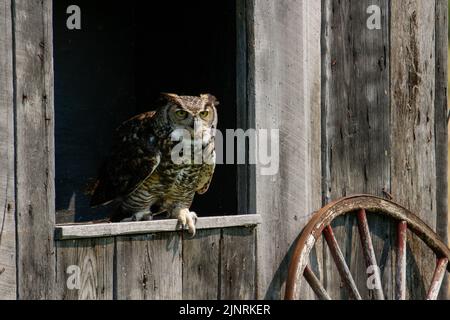 Un grand hibou côtier à cornes qui prend son envol de son nid printanier au-dessus de la voie navigable inter côtière en Caroline du Nord aux États-Unis. Banque D'Images