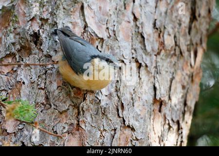 Nuthatch européen (Sitta europaea) perché sur un arbre, pays-Bas Banque D'Images