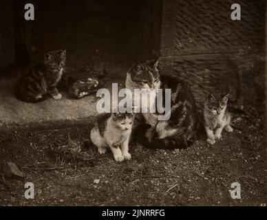 Charles Reid (1837-1929) photographies d'animaux Banque D'Images