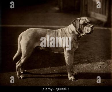 Charles Reid (1837-1929) photographies d'animaux Banque D'Images