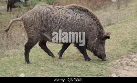 13 août 2022, Odessa oblast, Ukraine, Europe de l'est: Sanglier (sus scrofa) marchant dans le pré (Credit image: © Andrey Nekrasov/ZUMA Press Wire) Banque D'Images