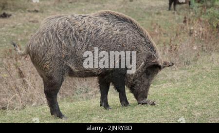 13 août 2022, Odessa oblast, Ukraine, Europe de l'est: Sanglier (sus scrofa) marchant dans le pré (Credit image: © Andrey Nekrasov/ZUMA Press Wire) Banque D'Images