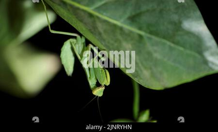 13 août 2022, oblast d'Odessa, Ukraine, Europe de l'est: Mantis priant vert assis sur une branche. Gros plan de l'insecte de la mante (Credit image: © Andrey Nekrasov/ZUMA Press Wire) Banque D'Images