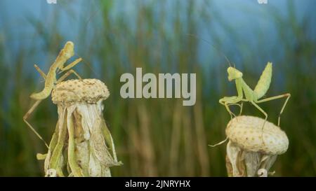 13 août 2022, oblast d'Odessa, Ukraine, Europe de l'est : deux mantis verts priant nouveau-nés se trouvent sur le dessus d'un pissenlits. Gros plan des bébés insectes mantis (forme Nymph) sur fond vert et bleu ciel (Credit image: © Andrey Nekrasov/ZUMA Press Wire) Banque D'Images