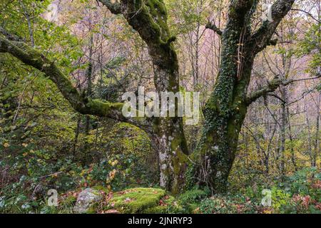 Hêtre européen (Fagus sylvatica) vieux arbre dans une forêt automnale verte Banque D'Images