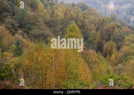 Couleurs automnales dans les forêts de Serra do Courel, Galia, Espagne Banque D'Images