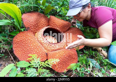 Femme regardant la grande fleur de Rafflesia keithii dans la jungle de Bornéo Banque D'Images