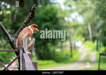 Proboscis Monkey (Nasalis larvatus) ou singe bec long Banque D'Images