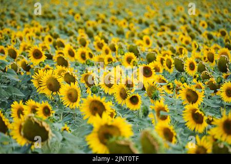 Arrière-plan abstrait avec fleurs de tournesol jaune vif Banque D'Images