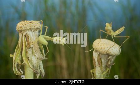 13 août 2022, oblast d'Odessa, Ukraine, Europe de l'est : deux mantis verts priant nouveau-nés se trouvent sur le dessus d'un pissenlits. Gros plan des bébés insectes mantis (forme Nymph) sur fond vert et bleu ciel (Credit image: © Andrey Nekrasov/ZUMA Press Wire) Banque D'Images