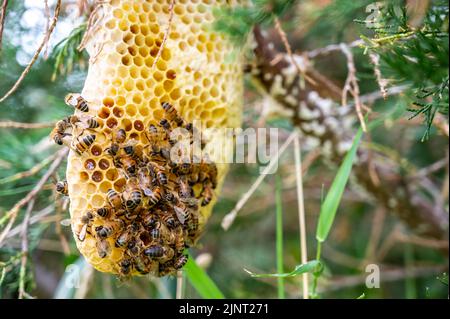 Ruche d'abeille en cours de construction sur une branche d'arbre dans la nature. Banque D'Images