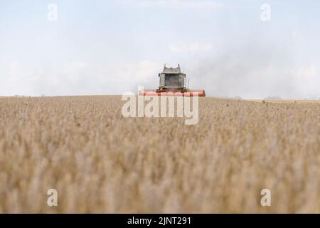 Champ de blé mûr. Moissonneuses-batteuses avec barre de coupe à grain, épandeur de menue paille large pour récolter les épis de céréales. Région de Dnipro, Ukraine. 8 août 2022 Banque D'Images