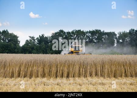Champ de blé mûr. Moissonneuses-batteuses avec barre de coupe à grain, épandeur de menue paille large pour récolter les épis de céréales. Mise au point au premier plan. Banque D'Images