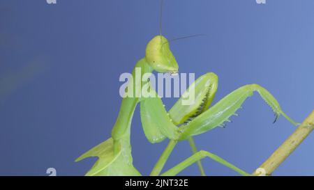 13 août 2022, Odessa oblast, Ukraine, Europe de l'est : gros plan de la mante de prière verte assise sur le branchon du Bush et lavant son visage ciel bleu fond (Credit image: © Andrey Nekrasov/ZUMA Press Wire) Banque D'Images