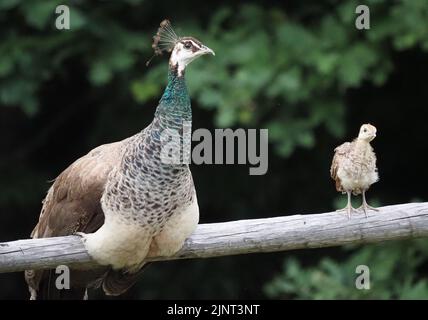 Une femme paon et un poussin sont assis sur un poteau contre la toile de fond d'une forêt Banque D'Images