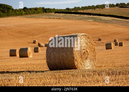 Un paysage rural d'été de South Downs, avec des balles de foin dans un champ nouvellement récolté Banque D'Images