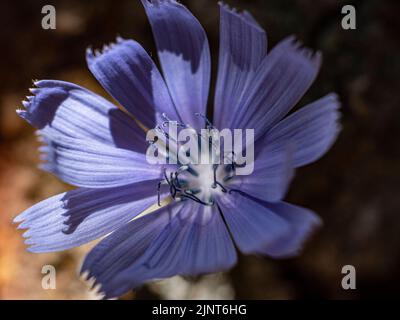 Chicorée commune de Cichorium intybus dans une forêt en Europe. Concept de santé Banque D'Images