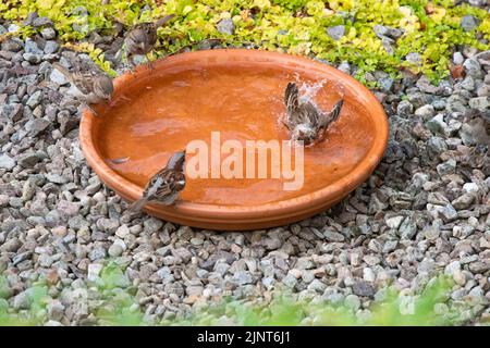 maison arrose baignant et buvant dans le bain d'oiseau Banque D'Images