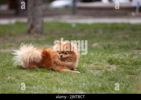 Chien boo de Poméranie posé sur l'herbe dans le parc Banque D'Images