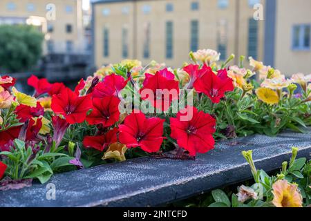 Pétunia croissant dans des jardinières le long du pont Järnbron dans le paysage industriel de Norrköping pendant l'été en Suède. Banque D'Images