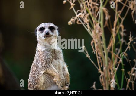 Madrid, Espagne. 13th août 2022. Un meerkat (Suricata suricata) aussi connu sous le nom de suricata, photographié dans son enceinte au zoo de Faunia. Credit: Marcos del Mazo/Alay Live News Banque D'Images