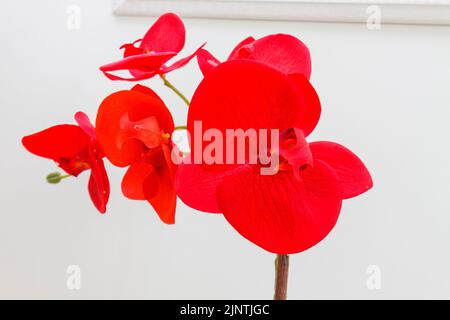 cyclamen rouge persan plante dans un jardin à rio de janeiro. Banque D'Images