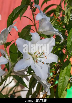 Hybride oriental 'Rialto', Orientlilja (Lilium orientalis) Banque D'Images