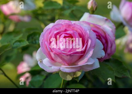 'Eden Rose, MEIviolon, Pierre de Ronsard, Eden Rose 85' Climbing Rose, Klätterros (Rosa) Banque D'Images