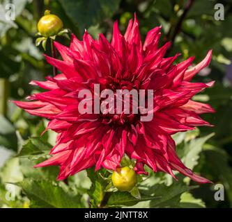 'Taum Sauk' semi-cactus dahlia, semi Kaktus dahlia (Dahlia x hortensis) Banque D'Images