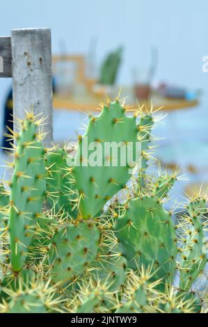 Thon Opuntia, angiospermes ou Opuntia ou Cactaceae ou Thon Cactus ou Pears de Prickly ou cactus Banque D'Images