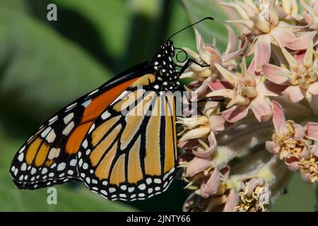 Ce papillon monarque (Danaus plexippus) a été observé à Eagle Idaho USA sur 23 juillet 2022. Banque D'Images