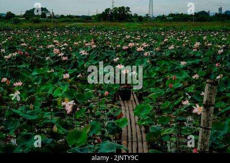 La Lotusflower nationale du Vietnam Banque D'Images