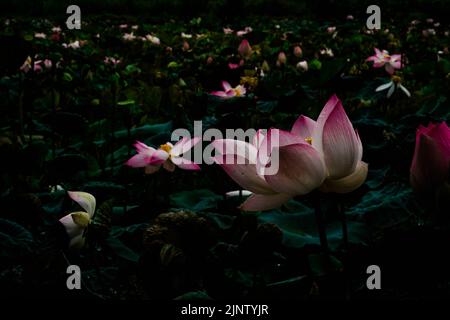 La Lotusflower nationale du Vietnam Banque D'Images