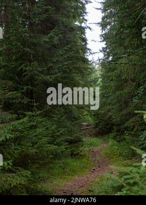 Paysage pittoresque au milieu d'une forêt de conifères en bois Banque D'Images