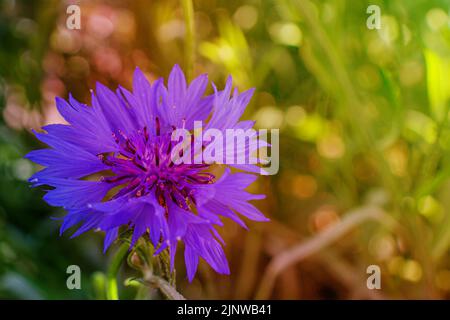 Fleur de cornflower bleue gros plan sur fond de verdure. Banque D'Images