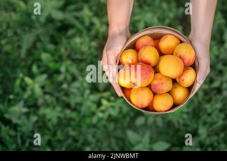 vue de dessus du panier avec des abricots dans les mains des femmes Banque D'Images