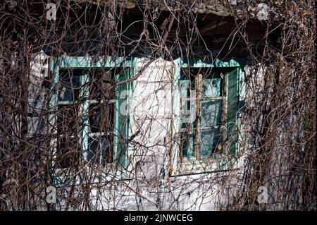 Détail d'une ancienne ferme en bois abandonnée avec deux panneaux de fenêtre cassés, qui est déjà surcultivée par des plantes. Banque D'Images