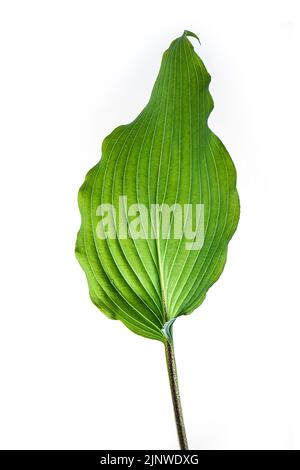 Une seule feuille de palans vert sur un fond blanc. Avec des bandes de définition familières. Banque D'Images