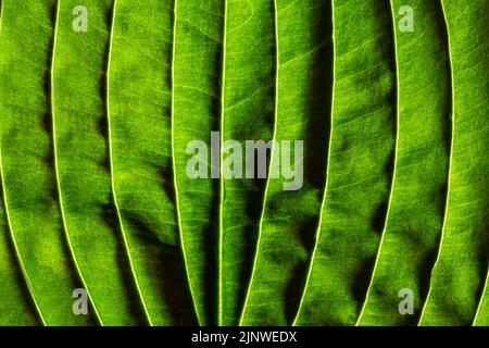 Gros plan sur la texture des feuilles. Nervures brillantes avec nuances sur les côtés. Lumière éclatante. Banque D'Images