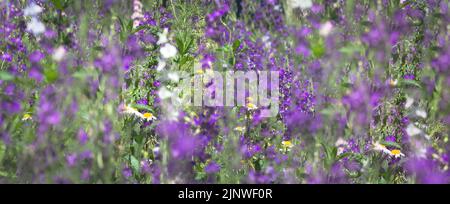 fond floral naturel lors d'une belle journée d'été avec fleurs sauvages lilas, violettes et jaunes en bannière sélective avec flou Banque D'Images