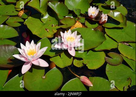 Fleurs de Lotus entourées de coussins de lilly qui fleurit sur un étang en été Banque D'Images